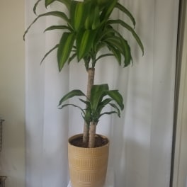 Tall potted dracaena plant with broad green leaves