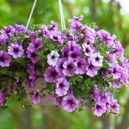 Annual Proven Winner Hanging Basket 10 In