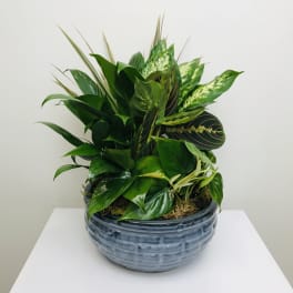 Mixed green houseplants in a blue ceramic bowl planter