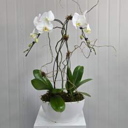 Double Orchid Container