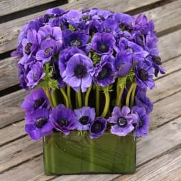 Anemone love