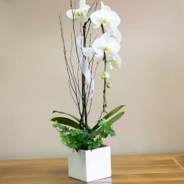 White orchid arrangement in a square white planter with decorative branches
