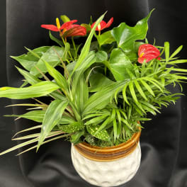 Tropical potted plant with red anthurium blooms in a ceramic pot