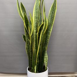 Tall snake plant in a white pot