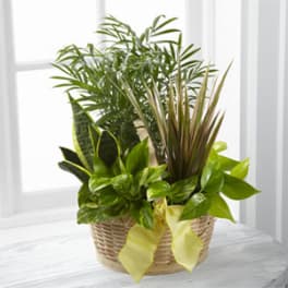 Basket of assorted green houseplants with a yellow ribbon
