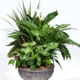 Mixed green houseplants arranged in a round ceramic planter