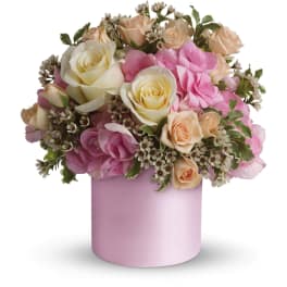 Compact arrangement of cream and peach roses with pink hydrangea in a pale pink cylinder vase