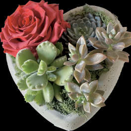 Heart-shaped succulent arrangement with a red rose