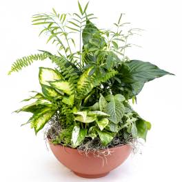 Mixed green houseplants arranged in a terracotta bowl planter