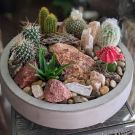 Mojave | Crystal Cactus Garden