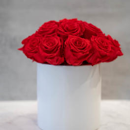 Red Preserved Roses in white cylinder