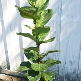 Potted fiddle leaf fig plant with large green leaves