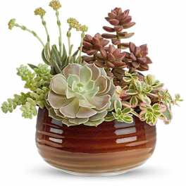 Teleflora's Rustic Succulent Garden