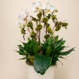 White Elegance
