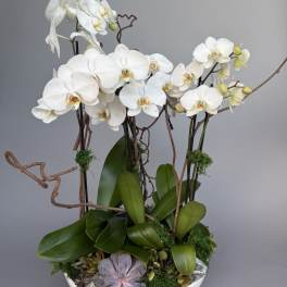 Orchid and Succulent Garden.