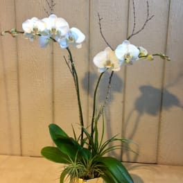 White orchids in a gold square pot with green foliage