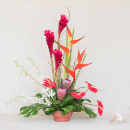 Exotic Collection