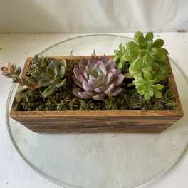 Rectangular wooden planter with assorted succulents and moss