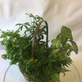 Basket of Love Plant Basket