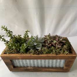 Filled With Love Succulents