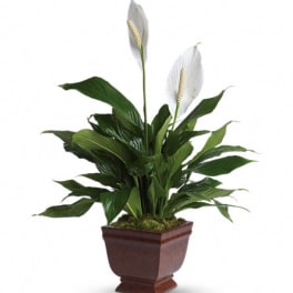 Potted peace lily plant with lush green leaves and two white blooms in a brown square planter