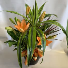 Orange lilies in a black pot with long green leaves