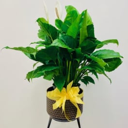 Potted peace lily with a yellow ribbon in a woven planter