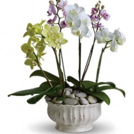Potted arrangement of white, yellow, and pink orchids in a white ceramic bowl with stones