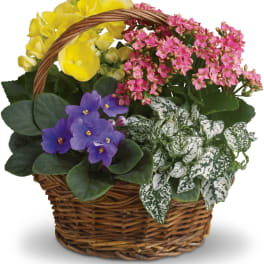 Spring Has Sprung Mixed Basket