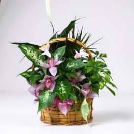 Pink orchids arranged in a wicker basket with lush green foliage
