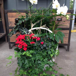 Potted orchid and mixed foliage arrangement with red blooms