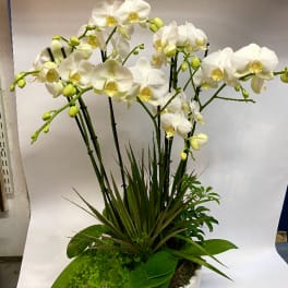 White orchid arrangement in a white ceramic pot