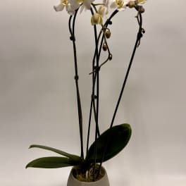 Large Double Phalaenopsis Orchid in Marble