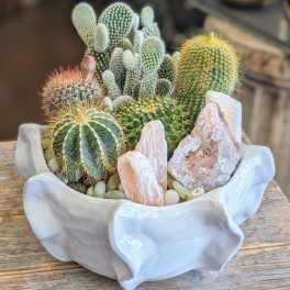 Acacia | Cactus Garden