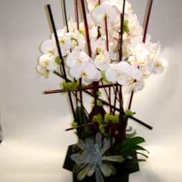 White orchid arrangement in a black square container with tall decorative sticks