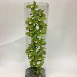 Green orchid stems in a tall glass cylinder vase with stones