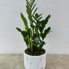 Potted green ZZ plant in a white ceramic planter