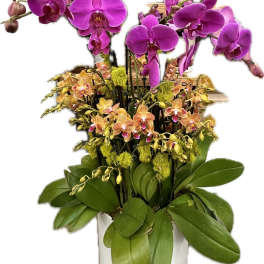 Purple and orange orchids arranged in a white pot