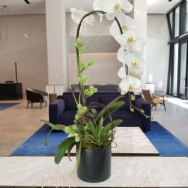 Grand Orchid