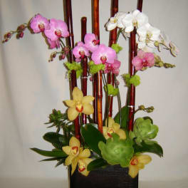 Orchid arrangement in a black square container with bamboo stakes