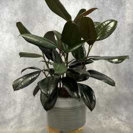 Potted rubber plant with glossy dark green leaves in a gray ceramic planter