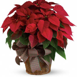 Red poinsettia plant in a woven basket with a red and green plaid bow.
