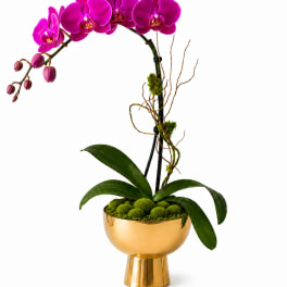 Vivid Purple Orchid – Gold Vase | Designer’s Choice