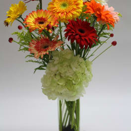 Colorful gerbera daisies in a tall glass vase with pale hydrangea