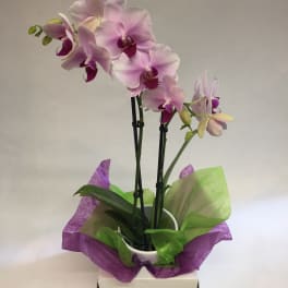 Potted pink orchids wrapped in purple and green tissue paper