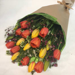 Tulip Explosion