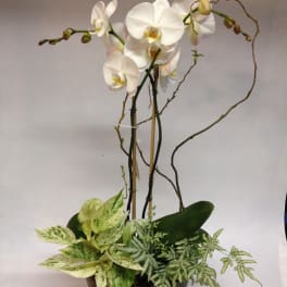White orchids in a dark bowl planter with variegated foliage