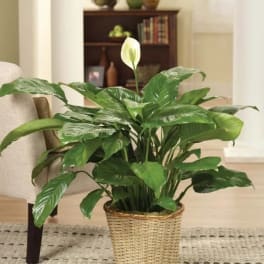 Simply Elegant Spathiphyllum -10" With Bow