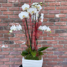 White orchids in a white square planter with red decorative accents