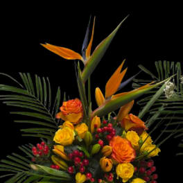 Tropical Energy